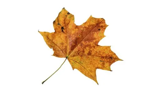 Maple tree leaf with autumn colors, isolated on white background Stock Photos