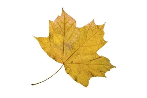 Maple tree leaf with autumn colors, isolated on white background Stock Photos