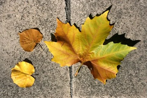 Maple tree leaf. Autumn object on stone background. Stock Photos