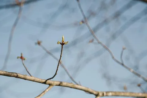 Maple tree leaf bud in springtime at evening with blue blurry sky in backgrou Foto stock