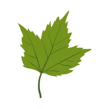 Maple tree leaf clip art Stock Illustration