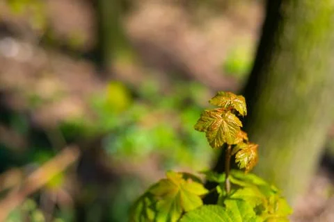 A maple  tree leaf illuminated by the sun in its growth 스톡 사진