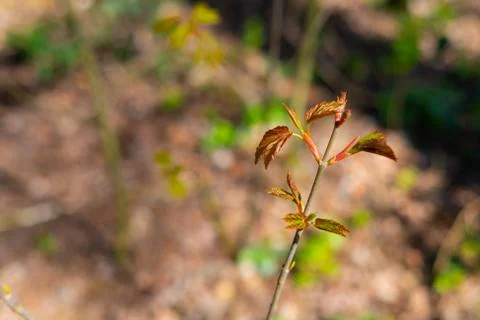 A maple  tree leaf illuminated by the sun in its growth Stock Photos