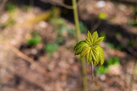 A maple  tree leaf illuminated by the sun in its growth Stock Photos
