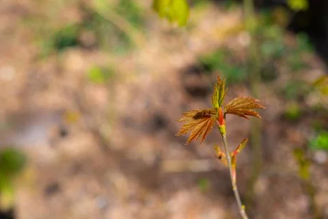 A maple  tree leaf illuminated by the sun in its growth Stock Photos