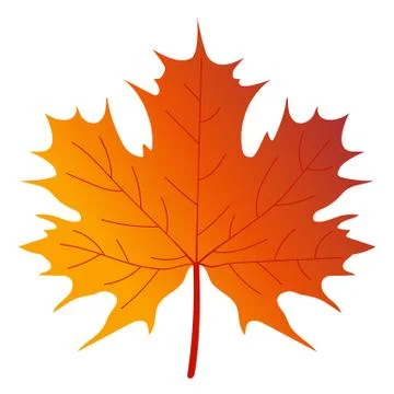 Maple tree leaf Stock Illustration
