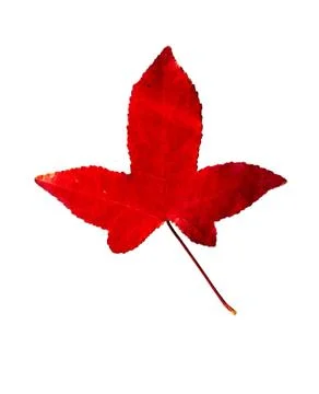 Maple Tree Leaf isolated Stock Photos