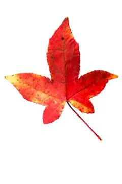 Maple Tree Leaf isolated Stock Photos