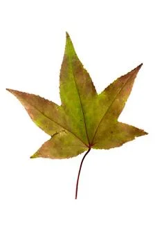 Maple Tree Leaf isolated Stock Photos