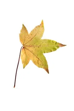 Maple Tree Leaf isolated Stock Photos