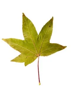 Maple Tree Leaf isolated Stock Photos