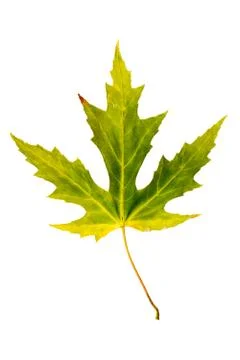 Maple Tree Leaf isolated Stock Photos