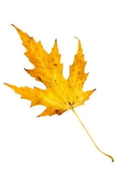 Maple Tree Leaf isolated Stock Photos