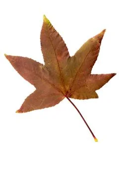 Maple Tree Leaf isolated Stock Photos