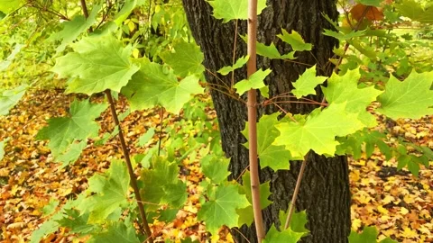 Maple tree leaf moving on wind Stock Footage 161245677