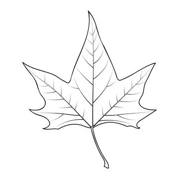 Maple Tree Leaf Outline National Canada Symbol 스톡 일러스트
