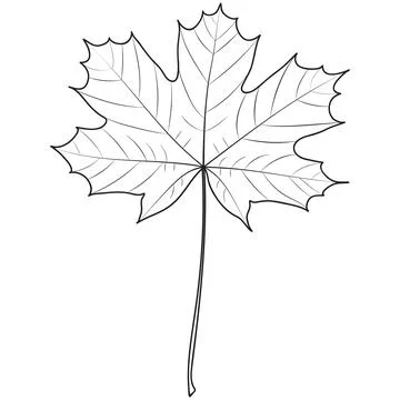 Maple tree leaf outline, silhouette, vector illustration. Coloring book page. Stock Illustration