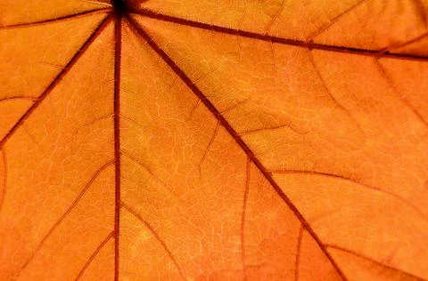 Maple tree leaf Stock-Fotos