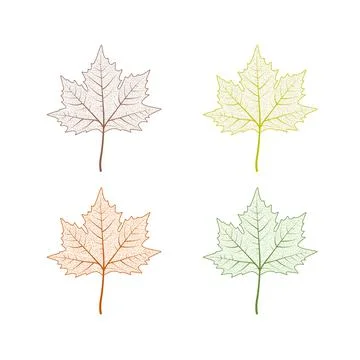 Maple tree leaf set. Autumn leaves isolated vector illustration on white Stock Illustration