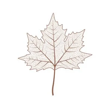 Maple tree leaf set. Autumn leaves isolated vector illustration on white Stock Illustration