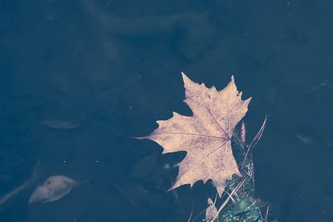 Maple tree leaf into the water Foto stock