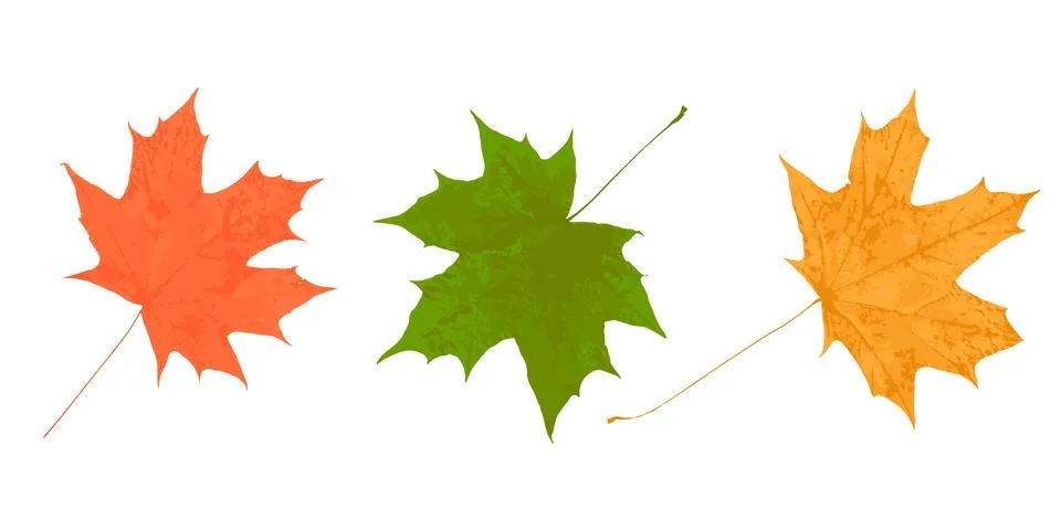 Maple tree leaf yellow green orange isolated on white illustration trace, a.. Illustrazione stock