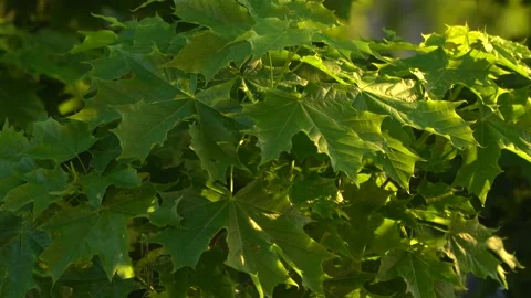 Maple tree leafs in golden hour Stock Footage 131437939