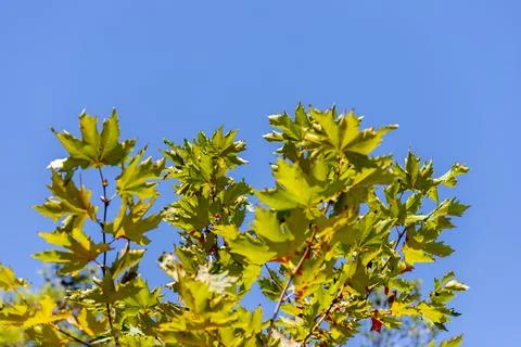Maple Tree Leaves Against Blue Sky Stock Photos