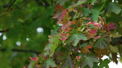Maple tree leaves and red helicopter seeds in summer - close up. 4K tripod Stock Footage 213784406