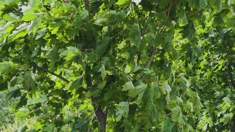 Maple tree leaves that are blown by the wind Video stock 306168865