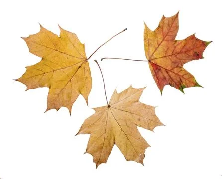 Maple tree leaves with autumn colors, isolated on white background Stock Photos