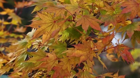 Maple tree leaves autumn park view Stock Footage 69124736