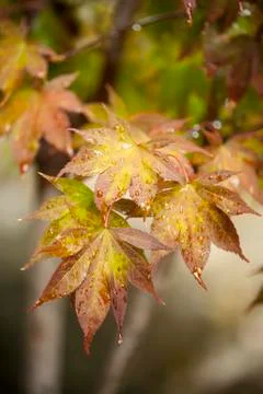 Maple tree leaves in autumn Stock Photos