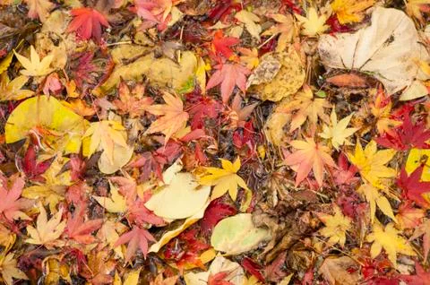 Maple tree leaves in autumn Stock Photos