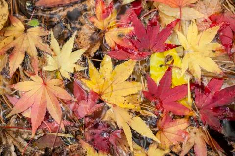 Maple tree leaves in autumn Stock Photos