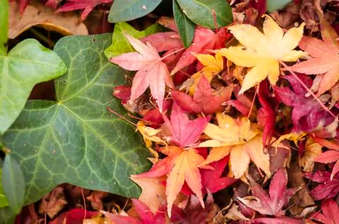 Maple tree leaves in autumn Stock Photos