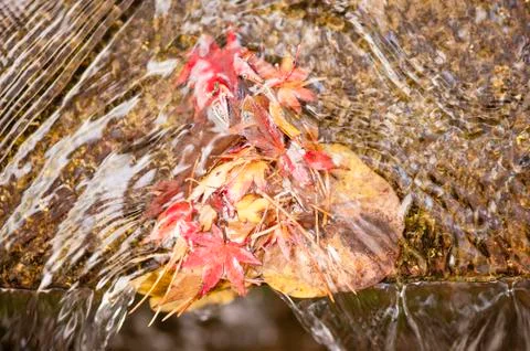 Maple tree leaves in autumn Stock Photos