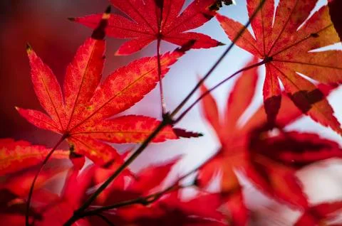 Maple tree leaves in autumn Stock Photos