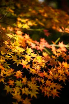Maple tree leaves in autumn Stock Photos