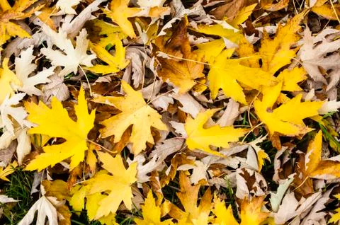 Maple tree leaves in autumn Stock Photos
