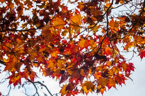 Maple tree leaves in autumn Foto stock