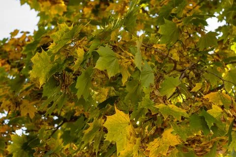 Maple tree leaves in Autumn Stock Photos