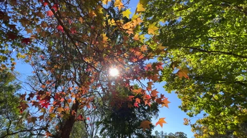 Maple Tree leaves blowing in the wind. Stock Footage 200141209