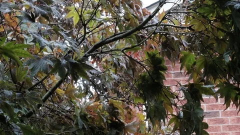 Maple tree leaves closeup covered with raindrops windy day Stock Footage 92921333