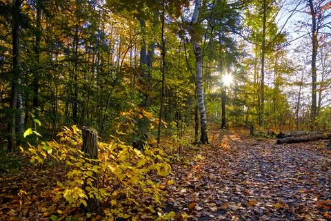 Maple tree leaves covered the ground with a lens flare at the footpath in a N Stock Photos