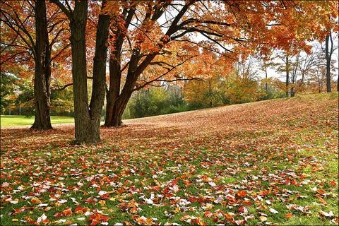 Maple tree leaves covered the ground in a public park Stock Photos