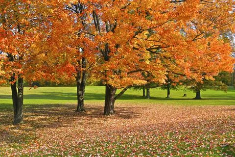 Maple tree leaves covered the ground in autumn Stock Photos