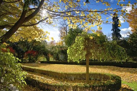Maple tree leaves covered the ground of the backyard Stock Photos