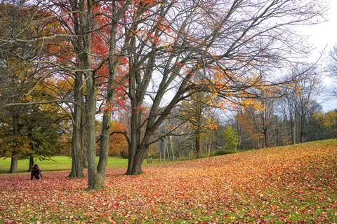 Maple tree leaves covered the ground in a public park Stock Photos