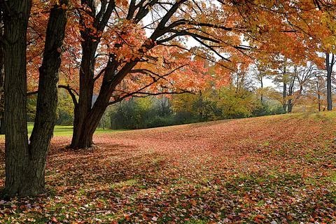Maple tree leaves covered the ground in autumn Stock Photos